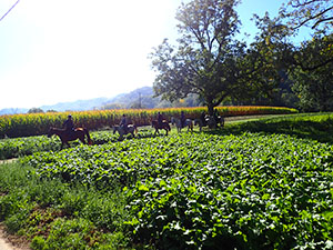 Cornfields by the River Lot